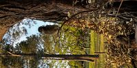 Owlets in the Keurboom park early morning. Photographer: Jenni Bessesen 