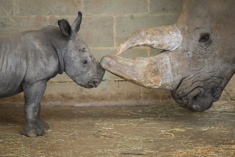A one week old Southern White rhino calf plays with his mother, and more from around the world