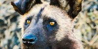 Wild Dog Okavango Delta. Image: Karin Linder