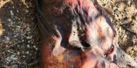 Dead warthog in which the poison was placed.<br> (Photo: Wild and Free / VulPro)