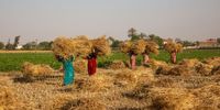 Workers carry bundles of harvested wheat on a farm in Izbat Makina, Egypt, on Thursday, April 27, 2023. Egypt was hard hit by a surge in wheat prices in the immediate wake of Russia's invasion of Ukraine, sparking a push to pursue new origins. Photographer: Islam Safwat/Bloomberg via Getty Images