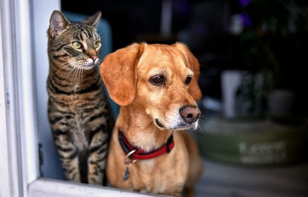 We’re not coming for your dogs and cats, says City over pet licensing uproar