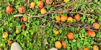 Apples falling from the tree in Belle Mamam's garden. (Photo: Marita van der Vyver)