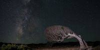 Windblown tree stands beneath the Milky Way on Amorgos