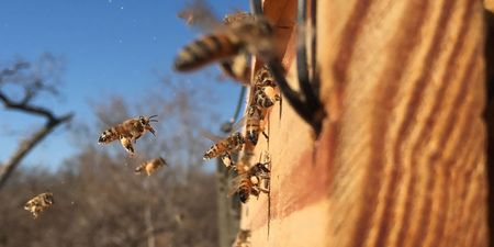 Pungent potions deployed to stop elephant tree-muggers