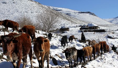 Lesotho - a slow descent into starvation