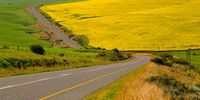 The Canola fields in the Overberg are fabulous right now! Photographer: Martin Fennell