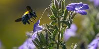 epa08382141 A Carpenter bee flies to a Fynbos flower in Cape Town, South Africa, 24 April 2020. Carpenter bees are considered solitary bees traditionally spending most of their time alone.  EPA-EFE/NIC BOTHMA