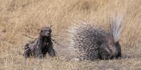 A bloodied yet determined honey badger returns to finish off a Cape porcupine, which earlier had tried to defend itself. Found throughout Botswana, honey badgers are famously ferocious. They often chase animals many times their own size. This honey badger got an unpleasant surprise when it attacked the normally nocturnal Cape porcupine. The badger grabbed the porcupine’s right leg. In defence, the porcupine repeatedly backed into its attacker, piercing it with many quills. During a lull in the attack, the porcupine managed to shuffle away, its leg badly damaged. After a short retreat, the bloodied badger returned. It finished off the porcupine under a bush close to the original attack then dragged it into its underground den.(Photo: David Northall (UK) Highly commendedWildlife Photographer of the YearNatural History Museum, London)