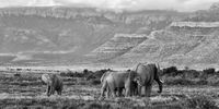 Elephants have had a long history in the Eastern Karoo. (Image: Chris Marais)<br>