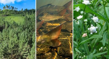 Why South Africa spends billions fighting alien invaders