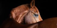 I photographed this beautiful horse in the entrance to its stable, using only natural light and a black background.© Michaela Steiner, Austria, Winner, National Awards, 2021 Sony World Photography Awards