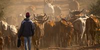 Driving the herd. Photographer: Stephen Ferder