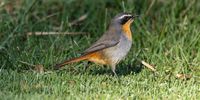 P36 Sukasha Birds