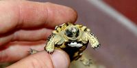 The tiny speckled dwarf tortoise. (Photo: Courtesy Turtle Conservancy)