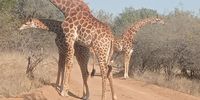 [African roadblock]. Photographer: [Mamta Naik].
