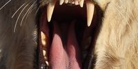 Yawning lion in Kgalagadi Transfrontier Park. Photographer: Tony Armstrong