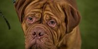 NEW YORK, NEW YORK - FEBRUARY 11: A Dogue de Bordeaux looks on during the 149th Annual Westminster Kennel Club Dog Show at Jacob K. Javits Convention Center on February 11, 2025 in New York City. (Photo by Andres Kudacki/Getty Images)