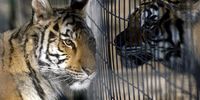 Tigers rub against a cage fence at a captive breeding centre for large predators at an undisclosed location in the Free State, South Africa, in this undated picture released in November 2005 by the International Fund for Animal Welfare (IFAW).  (Photo: EPA)