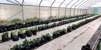 The hydroponics system at Pelican Park High School will be used to train learners and women</p>
<p>