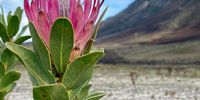 A protea in bloom with the starkness of the burnt Three Sisters of the Kogelberg in the background. Image: Vicki Sabor
