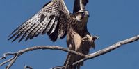 Lanner landing. Juvenile Lanner Falcon, Fourteenth Borehole, Kgalagadi Transfrontier Park. Photographer: Steph Vermeulen