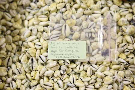 Small seashells tell a big story of slavery and transoceanic trade 500 years ago