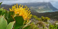 Cape Point in all her Glory! Image: Natalie Greatorex