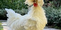 Mr Frizzle strutting his stuff! Photographer:  Karli Hattingh