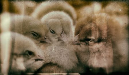 Reporter’s Notebook: The chickens are coming home to roost in the poultry and banking sectors