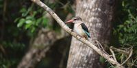 Pinocchio? Nooooo, birds don't lie! Photographer: Heleen Bron