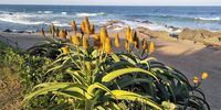 Late afternoon, Selection Beach Umdloti, KZN. Image: Jaci Penning