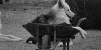 Bea the barrow-loving wolf-dog from Brandvlei. Image: Chris Marais<br>