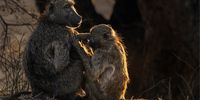 Grooming Day. Photographer: Rose Fowler