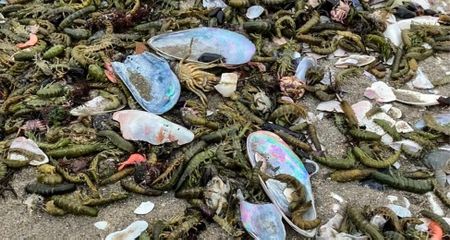 Huge octopus die-off on Namibian beaches