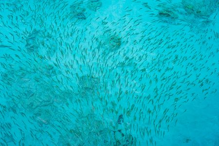 Roll up for the Greatest Shoal on Earth