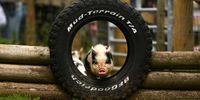 BUCKFASTLEIGH, UNITED KINGDOM - MAY 31: General view as Pigs make their way around the course during a Pig Racing Activity at Pennywell Farm on May 31, 2023 in Buckfastleigh, United Kingdom. (Photo by Harry Trump/Getty Images)