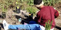 Here a youngster from Steenberg joins in planting indigenous plant species at the Westlake Wetland Conservation Area with BoSSIES, a project of FynbosLIFE (Photo: Kristin Engel)