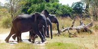 Tree cover increasing in Kruger Park despite elephant pressure in some areas