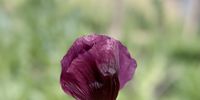 Poppy time. Photographer: Paul Krynauw
