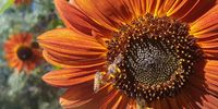 I have a picture of bees collecting pollen from a red sunflower in my yard.
