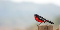 An aptly named crimson-breasted shrike. Image: Lloyd Zac