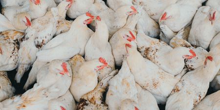 Chicken prices likely to fly high for some time - SA Poultry Association