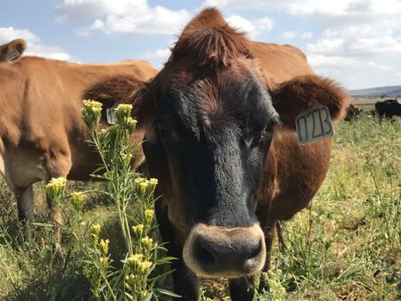 Urban dairy’s Mooberry butter rises to the top