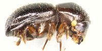 Beetle 1 the polyphagous shot hole borer beetle  image by S. Bush, FABI