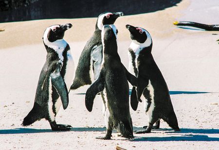 Proposed measures to protect penguins would cripple R5.5-billion fishing industry, court told