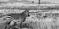 The Mountain Zebra – one of the icons of Cradock. Photograph by Chris Marais. 