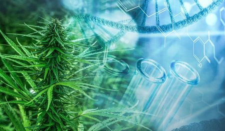 Exclusive: A tale of marijuana charlatans, corruption, collusion and exploitation