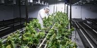 Gabriel Theron, chief executive officer of Cilo Cybin Pharmaceutical Ltd., inspects cannabis plants in a grow room at the company's facility in Samrand, South Africa, on Friday, Aug. 20, 2021. Cilo Cybin is considering an initial public offering in the next 12 months after becoming the first South African company to win the right to grow, process and package cannabis products. Photographer: Waldo Swiegers/Bloomberg via Getty Images