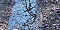 Jacaranda puddle.